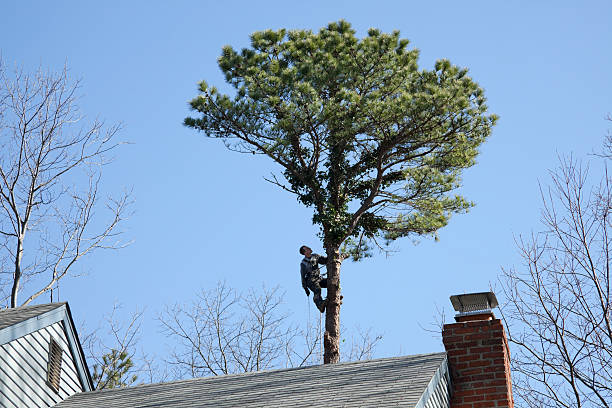 Best Emergency Tree Removal  in USA